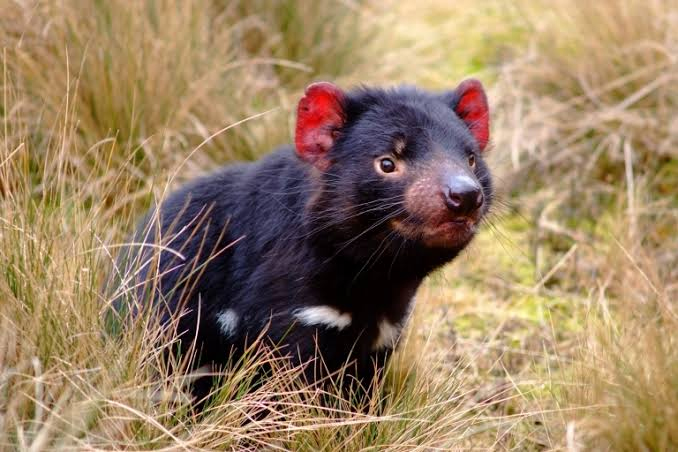 Bonorong Wildlife Sanctuary (Half-day Tour)